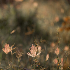 grass seeds in golden light