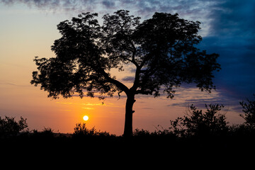 Fototapeta na wymiar a silhouette of a big tree at sunrise