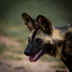 Portrait of an African wild dog