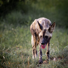 Fototapeta premium Portrait of an African wild dog