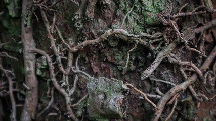Old roots background with green moss