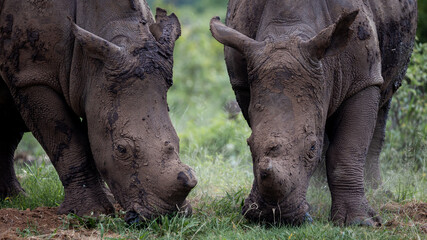Fototapeta premium two white rhinos grazing together