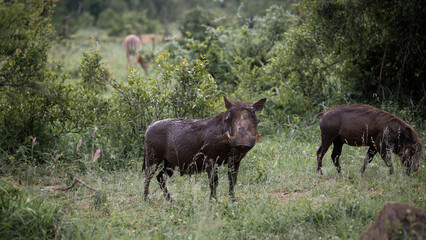 a warthog covered in mud
