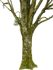Isolated PNG cutout of a tree trunk on a transparent background