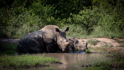 White rhino cooling off in a waterhole