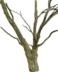 Fototapeta premium Isolated PNG cutout of a tree trunk on a transparent background
