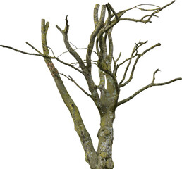 Isolated PNG cutout of a tree trunk on a transparent background