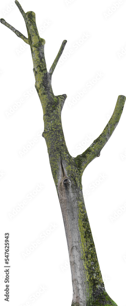 Aufkleber isolated png cutout of a tree trunk on a transparent background