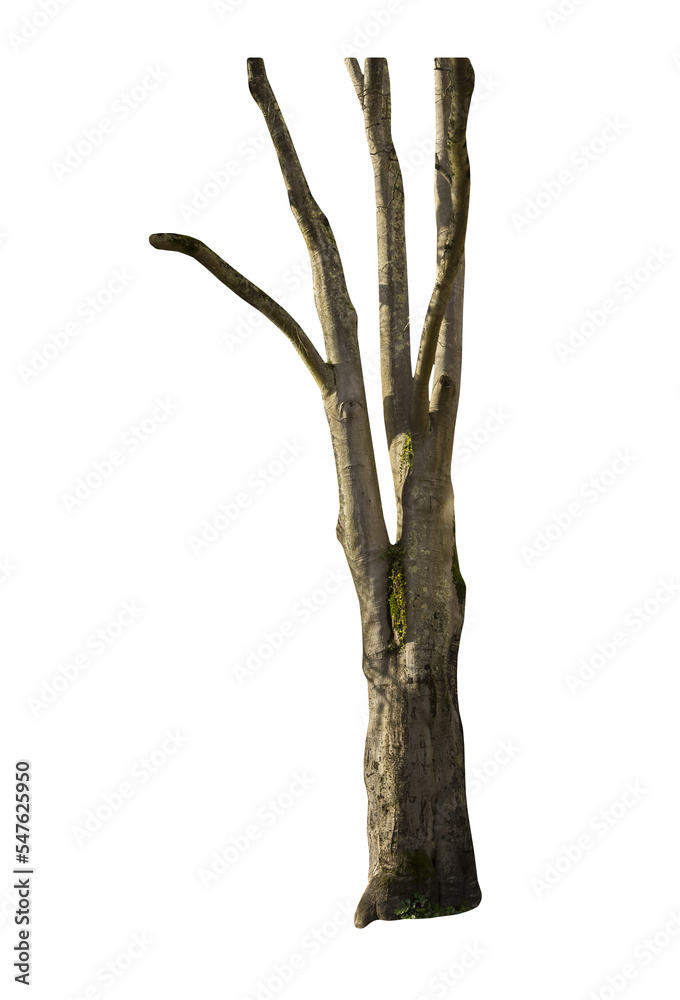 Aufkleber isolated png cutout of a tree trunk on a transparent background