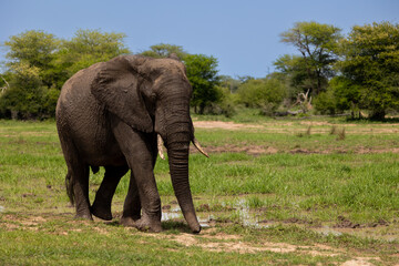 Obraz premium An African elephant making his way to the waterhole