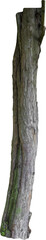 Isolated PNG cutout of a tree trunk on a transparent background