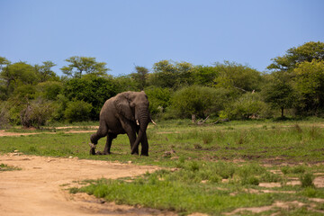 An African elephant making his way to the waterhole