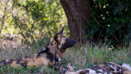 an african wild dog with a tracking collar on