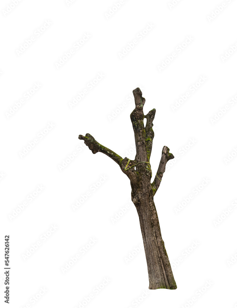 Poster Isolated PNG cutout of a tree trunk on a transparent background