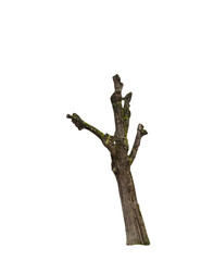 Isolated PNG cutout of a tree trunk on a transparent background © NomadPhotoReference