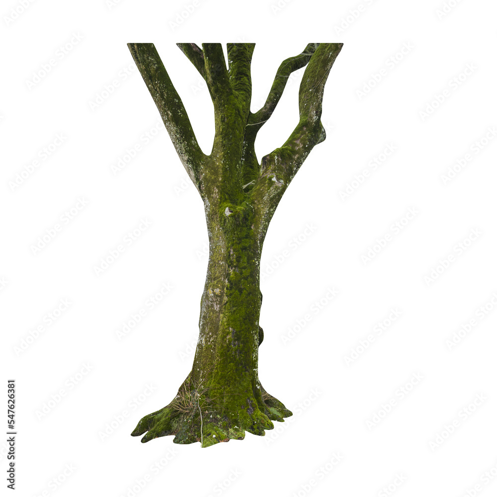 Aufkleber Isolated PNG cutout of a tree trunk on a transparent background