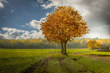 Fototapeta na wymiar a tree in a grassy field with bright orange colored autumn leaves on a cloudy sunny fall day