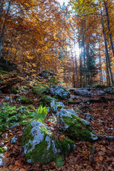 Foliage in the woods of Julian Alps