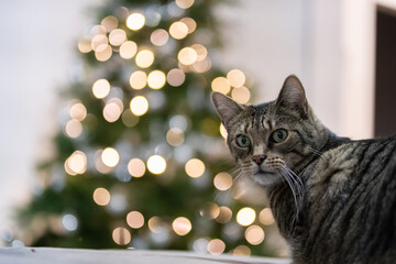 gestreifte Katze mit Bokeh von einem Weihnachtsbaum im Hintergrund