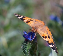 A beautiful butterfly on a blue flower.