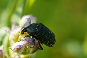 A small beetle in wildflowers. Insects in nature.