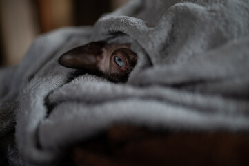 Sphynx Katze liegt in einer Decke eingekuschelt und schaut mit einem Auge in die Kamera