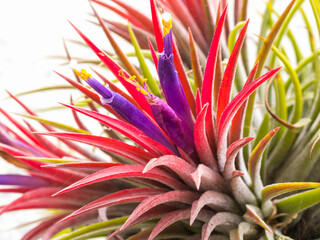 Tillandsia ionantha flower, purple, yellow, green, and white, bloom one time in rainy, close up, can use be background