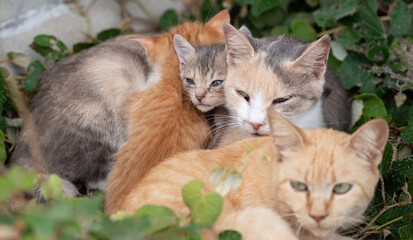 可愛い猫の親子