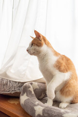 窓辺で座る猫　茶トラ白