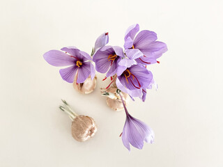 サフランの球根4個〜土無し栽培・花俯瞰〜