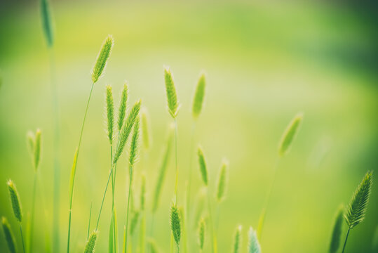 Green ear of grass in sunlight. Beautiful spring or summer landscape. Selective focus. Toned image.