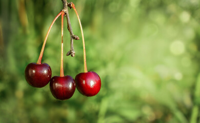 cherries in the garden