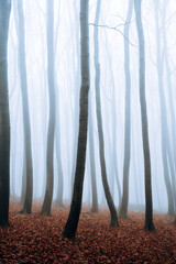 Misty forest in the autumn