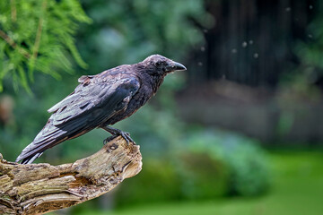 Aaskrähe ( Corvus corone ).