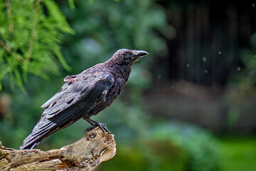 Aaskrähe ( Corvus corone ).