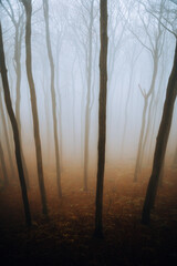 Misty forest in the autumn