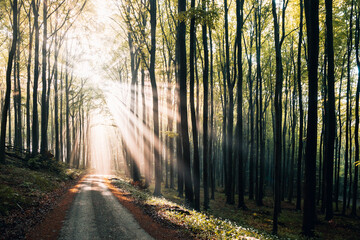 Obraz premium Sunrays in the forest