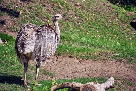 Paleognathae Billeder Gennemse 575 stockfotos, vektorer og videoer