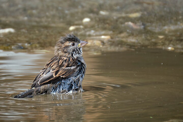 Haussperling ( Passer domesticus ) – auch Spatz oder Hausspatz badet.