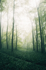 Fototapeta premium Foggy Forest in spring