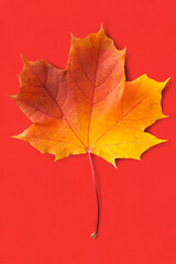 Maple leaf on red