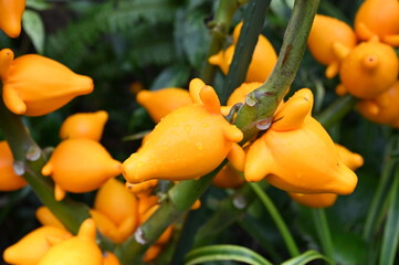 秋雨に濡れるフォックスフェイス