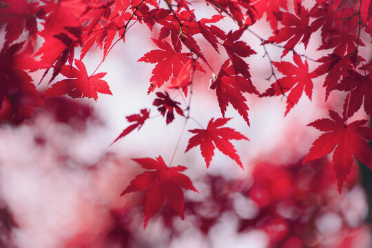 Japanese maple
