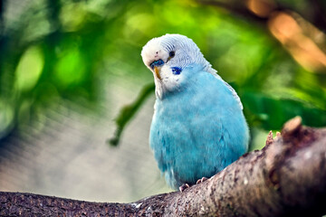 Wellensittich ( Melopsittacus undulatus ) .