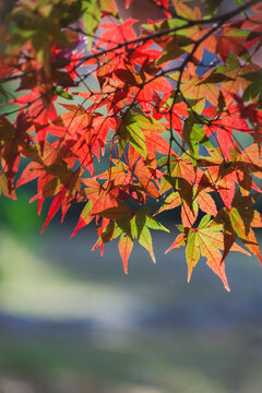 Japanese maple