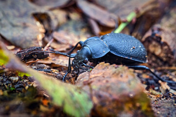 Lederlaufkäfer ( Carabus coriaceus ).