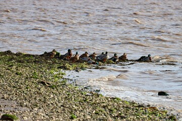 Mallards sitting on stones in Humber river estuary in Yorkshire, England 