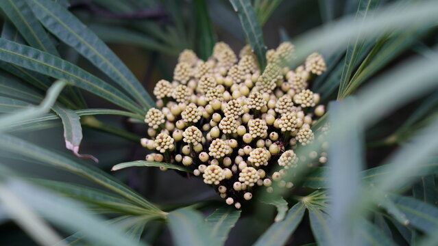 miagos bush, green aralia|Osmoxylon lineare