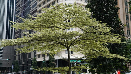 trees in the city