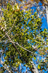 Mistletoe being Parasitic in an Oak Tree on the Branches